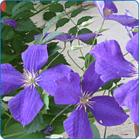 Feng Shui Raumgestaltung